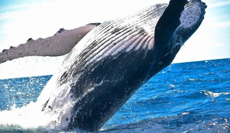 Bitcoin Whales Sold 50k BTC Worth $3B in the Last 5 Days
