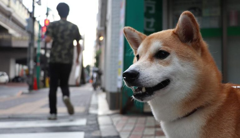 Dogecoin (DOGE) Could Have Hit an Important Top – John Bollinger Altcoin News  