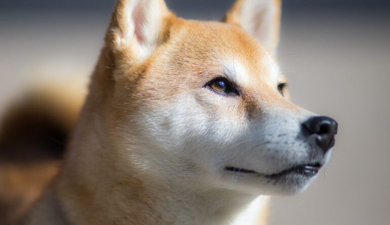 Elon Musk: I Haven’t and Won’t Sell any Dogecoin (DOGE) Altcoin News  