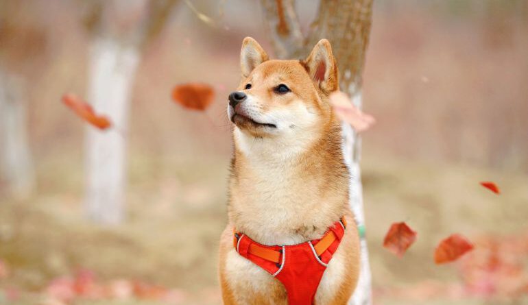 Shiba Inu (SHIB) Subreddit Subscribers Have Grown By 59,381% in Q2